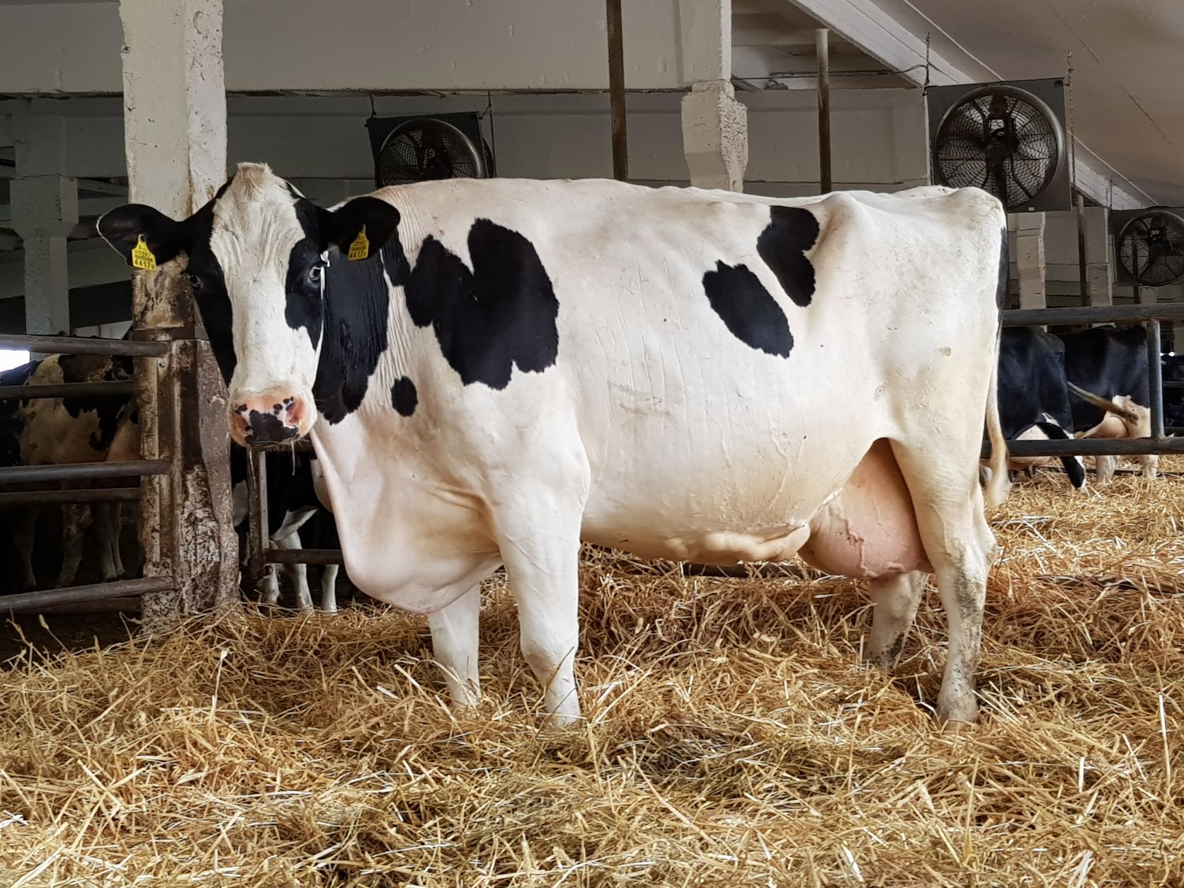 Eesti laktatsioonitoodangu uus rekord on 23252 kg piima