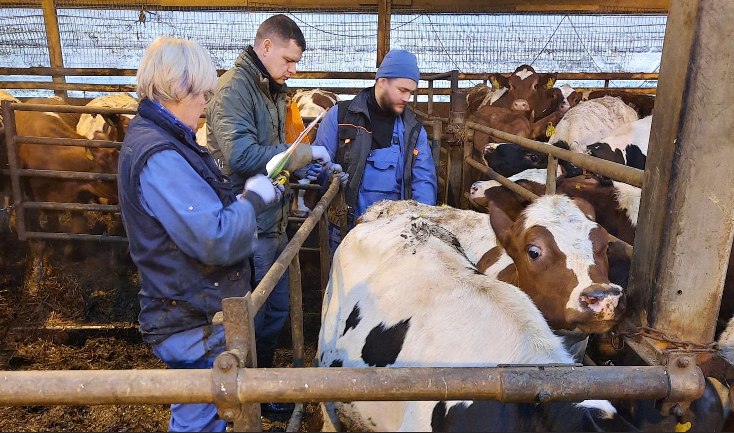 Rahvusvaheliselt tunnustatud Hollandi aretusfirma CRV esindajad Miroslav Duchoň ja Milan Kollmann käisid võtmas noorloomade geenitestide proove. Eesti Tõuloomak