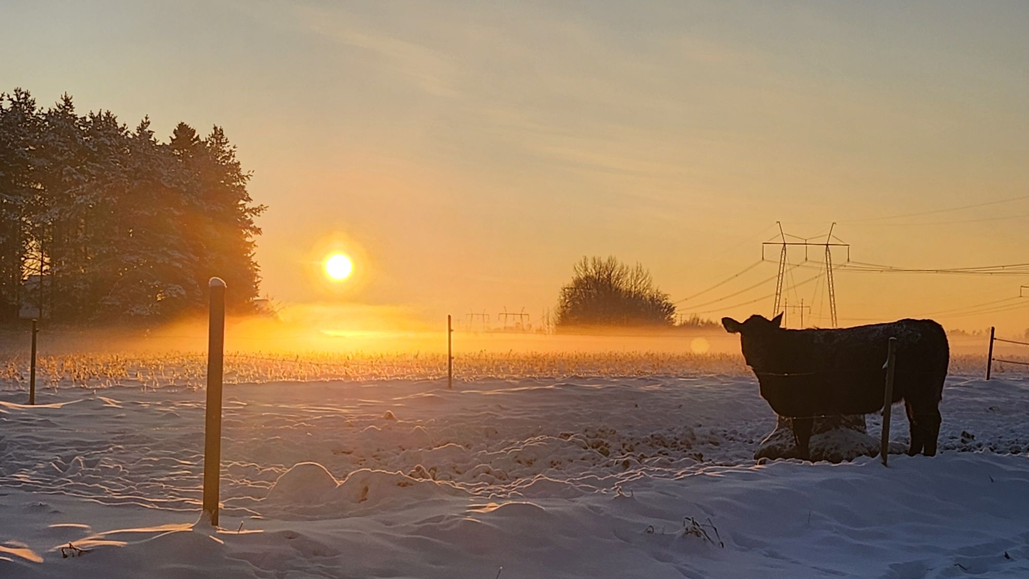 „Lihaveisekasvatus on Eestis jõudnud punkti, kus head lihahinnad ei tähenda veel head aastat ega vajalikku taastumist,“ ütleb Eesti Lihaveisekasvatajate Seltsi 