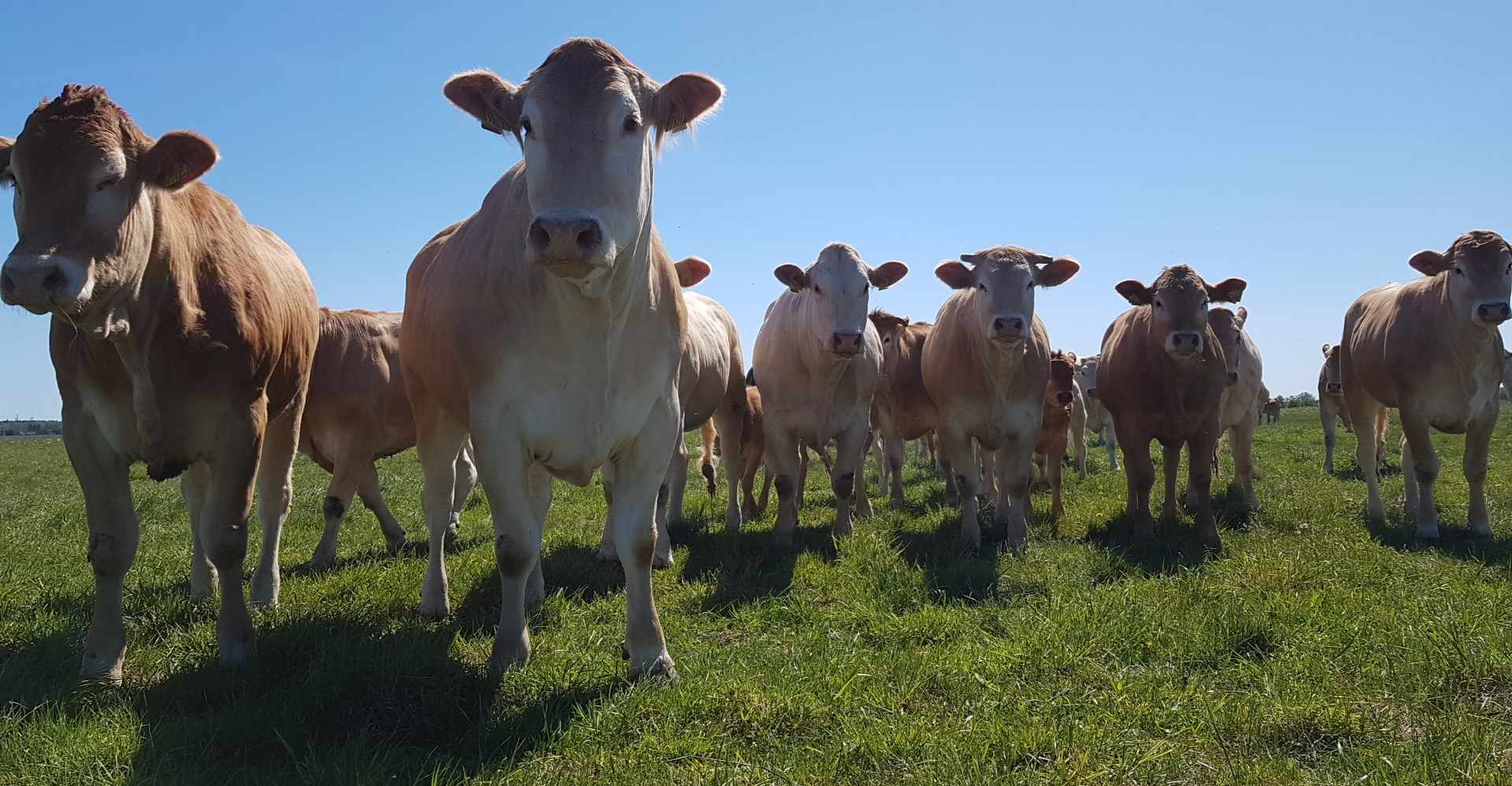„Ühest heast aastast ei tohi ennast ära petta – loomakasvatus vajab eelkõige stabiilsust, mitte hüplevaid hinnatippe ja -põhjasid,“ ütleb Tanel-Taavi Bulitko, E