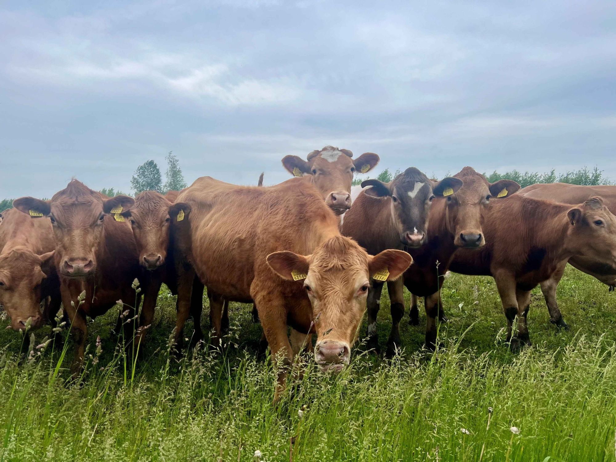Põlistõu säilitamine nõuab senisest selgemaid valikuid ja riigipoolseid otsuseid. Eesti maakarja püsimajäämine on kriitilises seisus ning ilma sihipäraste sammu