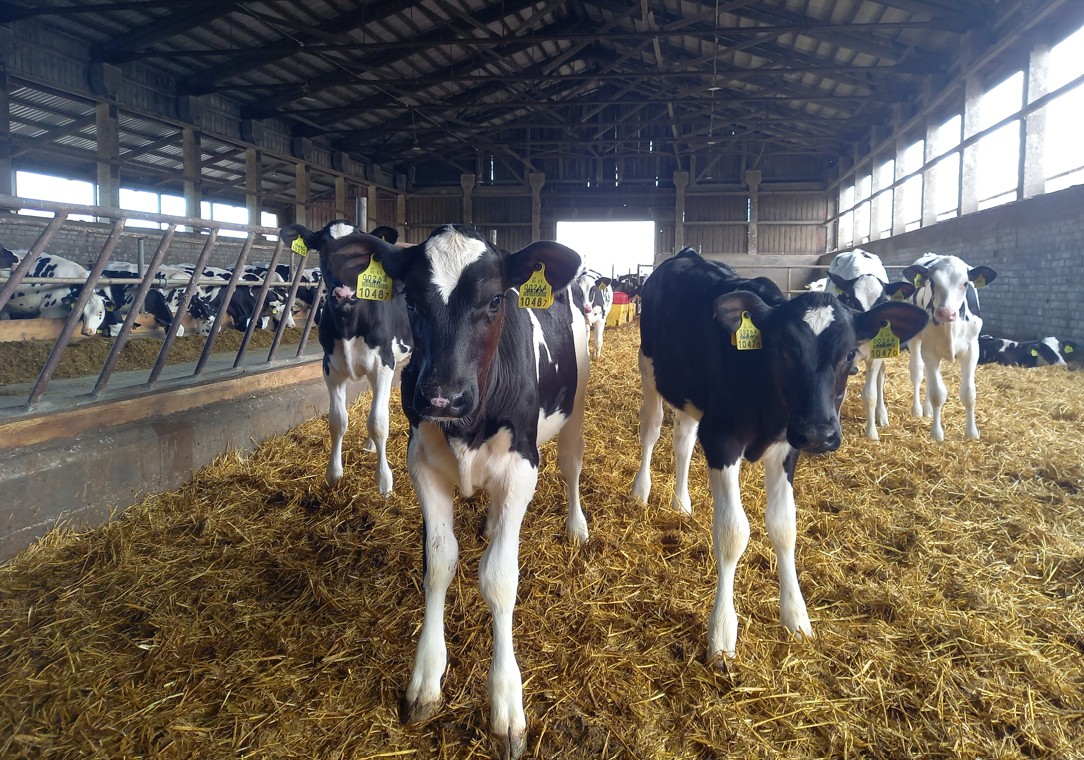Eesti piimakarjades on viimase paarikümne aasta jooksul toimunud märkimisväärne nihe, mida sageli käsitletakse kui arengut ja efektiivsuse kasvu. Mullikad poegi