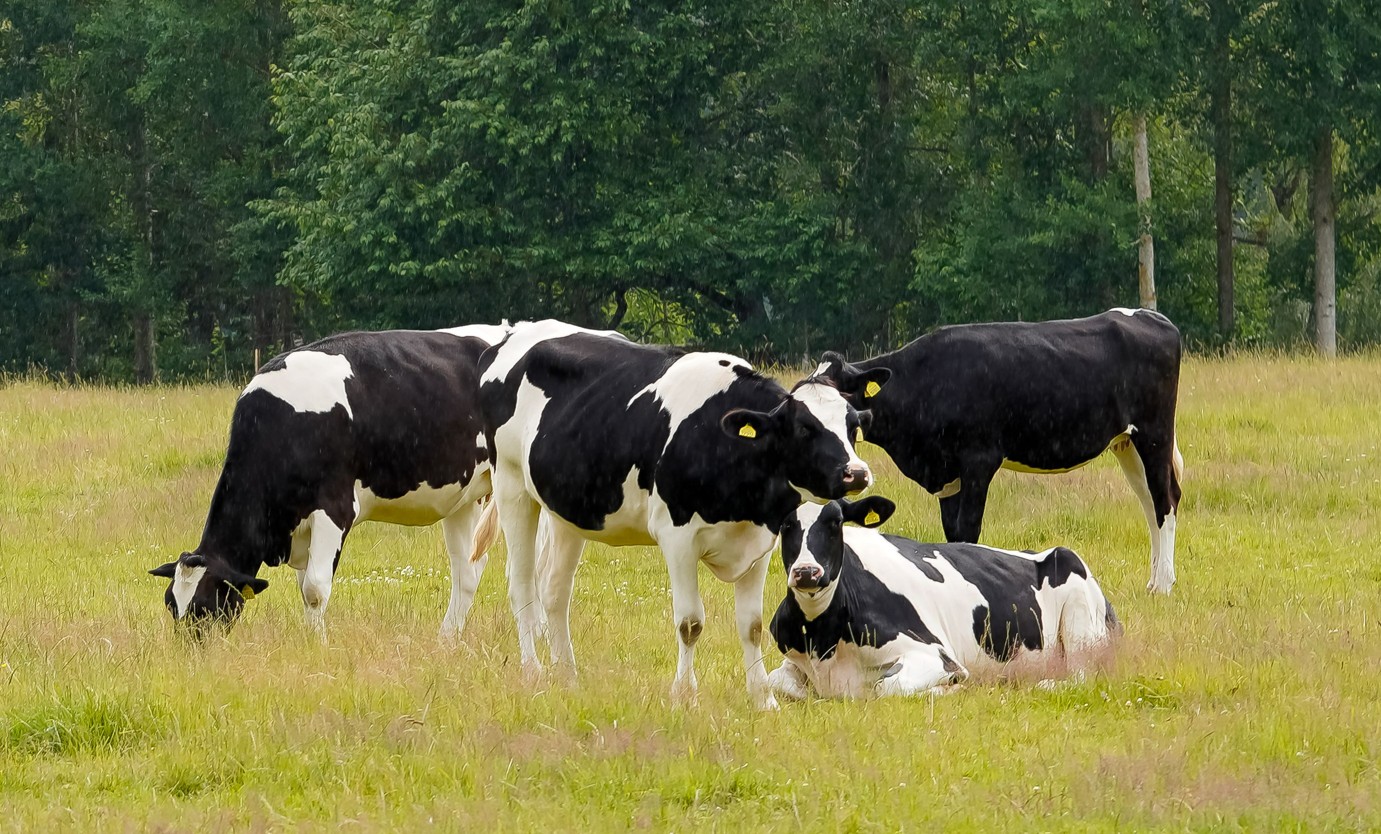 Euroopas levivad loomataudid on toonud ka Eesti veisekasvatajatele järjest suurema surve. Kui sigade Aafrika katk puudutab eelkõige seakasvatust, siis veisesekt